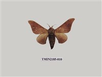 藏品(鉤翅赭蠶蛾)的圖片